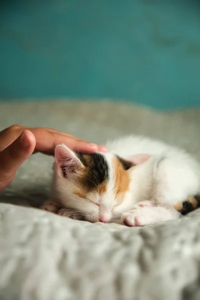 Beau tricolore petit chaton animal de compagnie — Photo