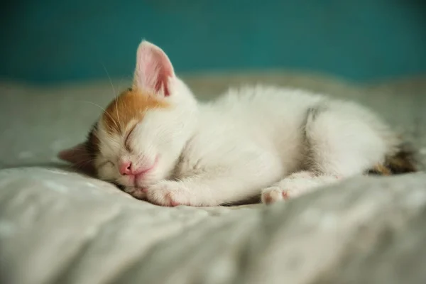 Красивий триколор маленький домашній кошеня — стокове фото