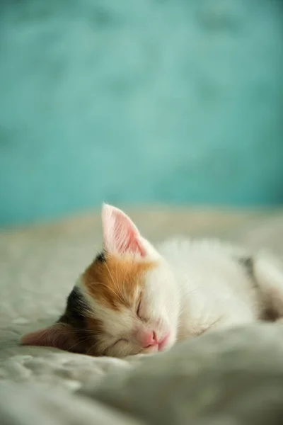 Mooie driekleurige kleine huiskat — Stockfoto