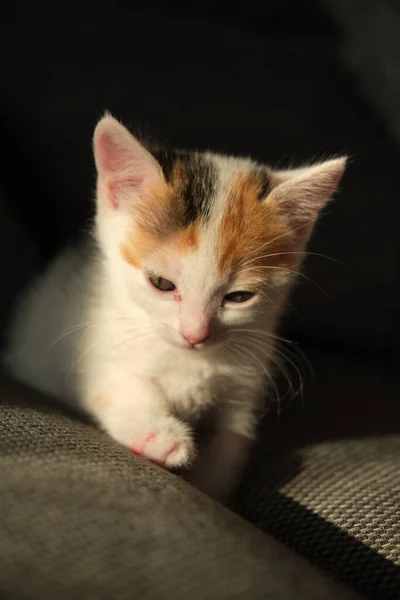 Kucing peliharaan kecil yang cantik. — Stok Foto