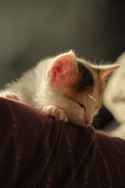 Красивый трехцветный маленький котенок — стоковое фото