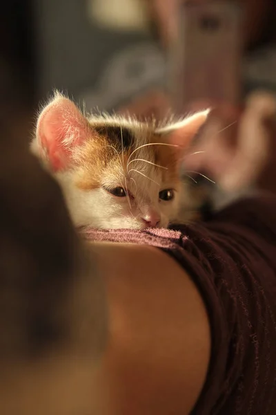 Hermoso tricolor pequeña mascota gatito — Foto de Stock