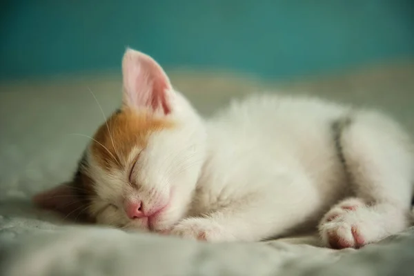 Mooie driekleurige kleine huiskat — Stockfoto