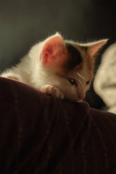 Όμορφο τρίχρωμο γατάκι κατοικίδιου ζώου — Φωτογραφία Αρχείου