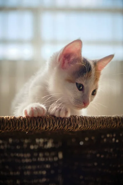 Hermoso tricolor pequeña mascota gatito — Foto de Stock