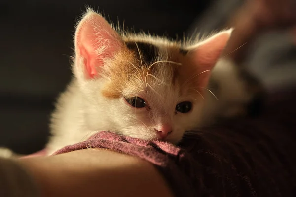 Piękny trójkolorowy mały piesek kotek — Zdjęcie stockowe