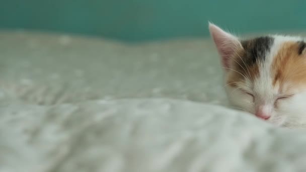 Fehér cica piros foltokkal alszik — Stock videók