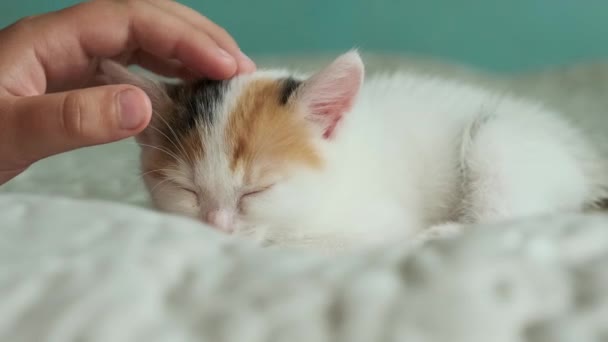 붉은 반점 이 있는 흰 고양이 가잠을 잔다 — 비디오