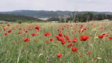 İspanya 'da gelincik tarlası