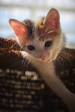 Üç renkli güzel kedi yavrusu.