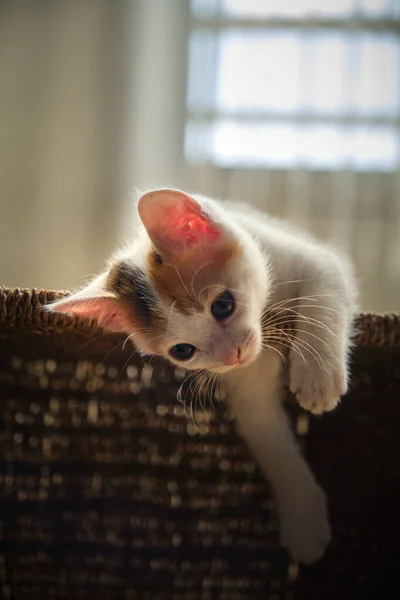 Üç renkli güzel kedi yavrusu. — Stok fotoğraf