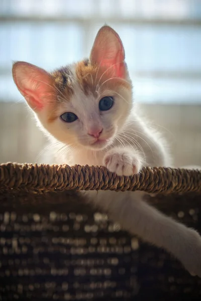 Üç renkli güzel kedi yavrusu.