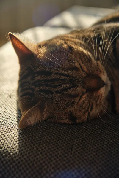 Зблизька сплячого британського кота в мармурових кольорах. — стокове фото