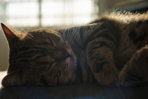 Close-up de um gato britânico adormecido em cores de mármore — Fotografia de Stock