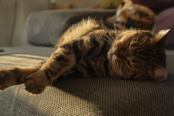 구슬같은 색으로 잠자고 있는 영국 고양이의 근접 사진 — 스톡 사진