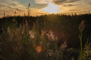 tall grass on sunset landscape background