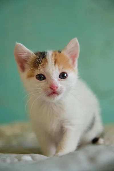 빨간 점 이 있는 작고 흰 고양이 — 스톡 사진