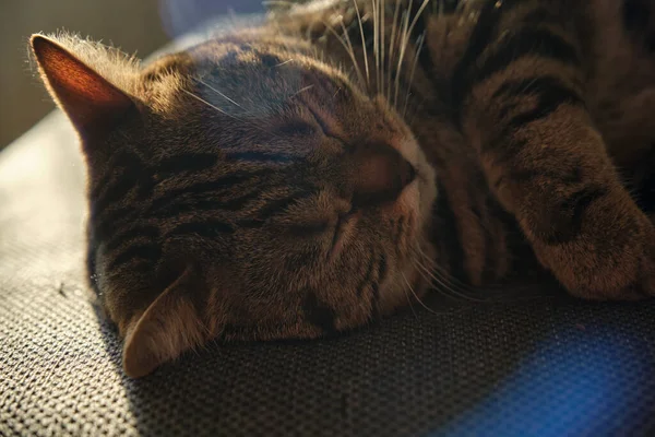 英国一只睡梦中的大理石色猫的特写 — 图库照片