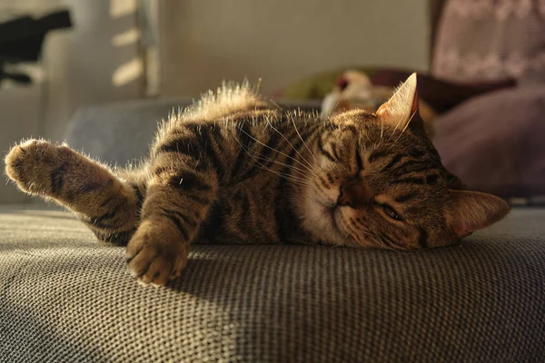 Nahaufnahme einer schlafenden britischen Katze in Marmorfarben — Stockfoto