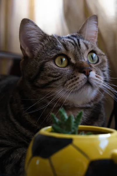 Close-up of the muzzle of a British shorthair cat — Stok Foto