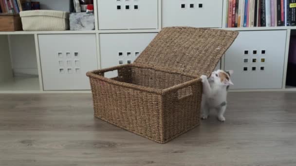 Un pequeño gatito blanco con manchas rojas juega en una canasta — Vídeos de Stock