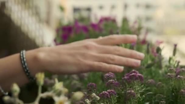 Через цветы проходит женская рука — стоковое видео