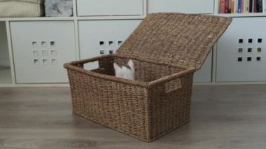 Kırmızı benekli küçük beyaz bir kedi yavrusu sepette oynar.