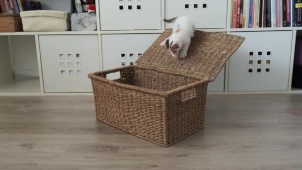 Um pequeno gatinho branco com manchas vermelhas joga em uma cesta — Vídeo de Stock