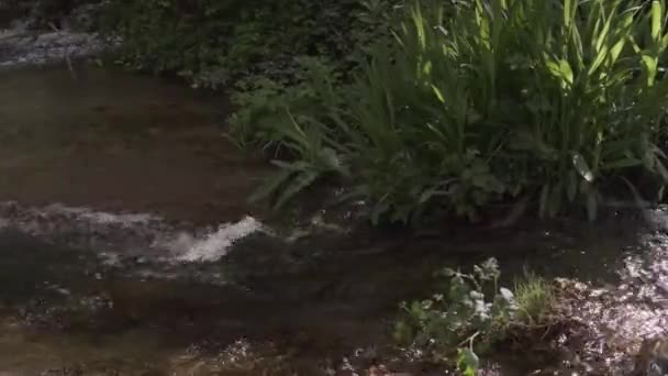 Pequena floresta rio rápido 4k — Vídeo de Stock