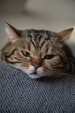 İngiliz kısa hava mermeri Renkli kedi yakından uyuyor