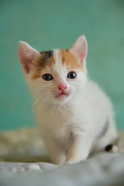 Kırmızı benekli küçük beyaz bir kedi yavrusu. — Stok fotoğraf