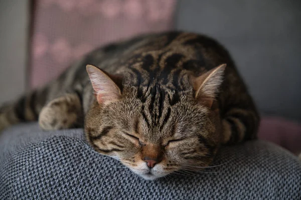 Britannique shorthair marbre couleur chat dort de près — Photo