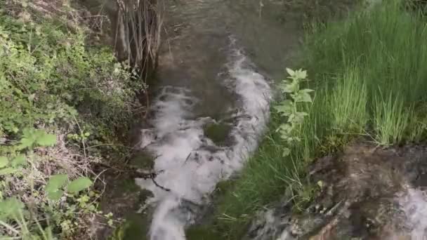 Pequena floresta rio rápido 4k — Vídeo de Stock