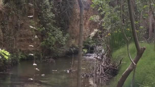 Pequena floresta rio rápido 4k — Vídeo de Stock