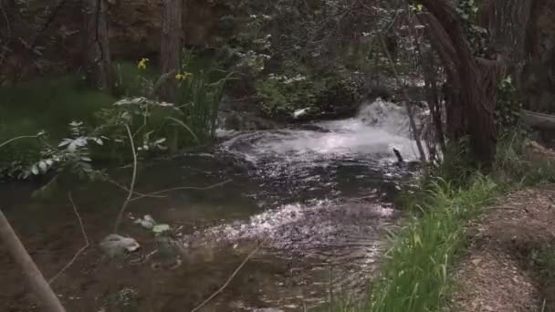 Μικρό δάσος γρήγορο ποτάμι 4k — Αρχείο Βίντεο