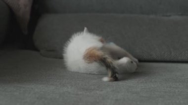 Üç renkli küçük kedi bir oyuncakla oynuyor.