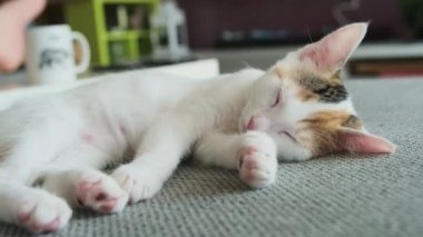 Benekli beyaz bir kedi yavrusu yalan söylüyor ve okşanıyor.