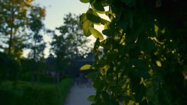 Batan güneş bir ağaç dalından geçiyor.