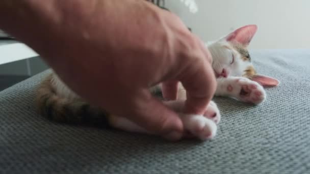 斑点のある白い子猫が横になっていて — ストック動画