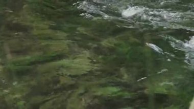Ormanda küçük bir nehir.