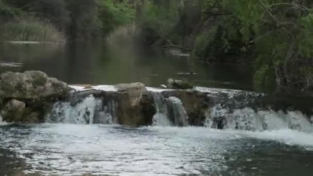 Ένα μικρό ποτάμι στο δάσος — Αρχείο Βίντεο