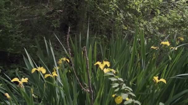 Narcisos salvajes amarillos en el bosque — Vídeo de stock