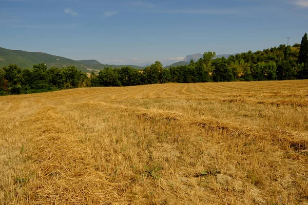 A large wheat field has been harvested — Stock Photo, Image