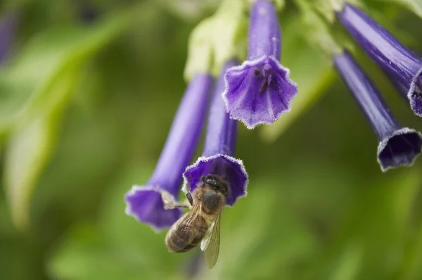 Abeja en flor —  Fotos de Stock