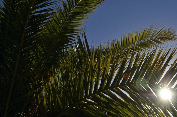 Palmiye ve güneş — Stok fotoğraf