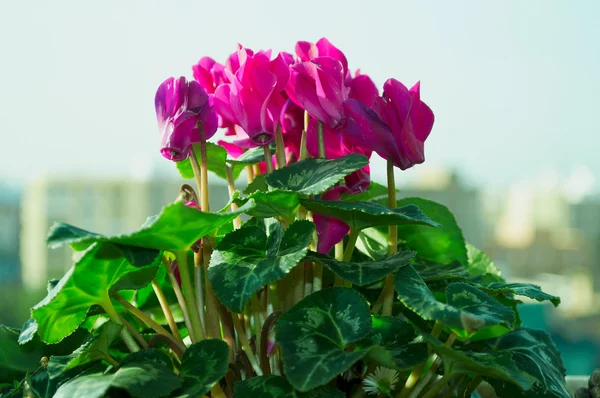 Röda blommor — Stockfoto