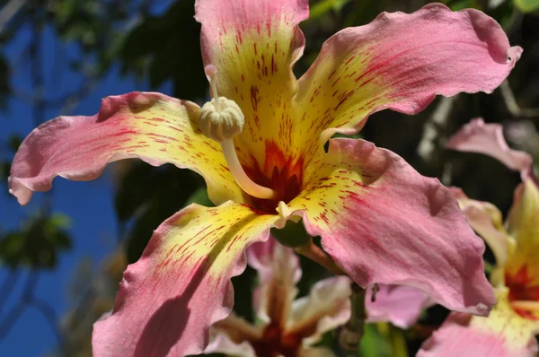 Flower Chorisia speciosa — Stock Photo, Image