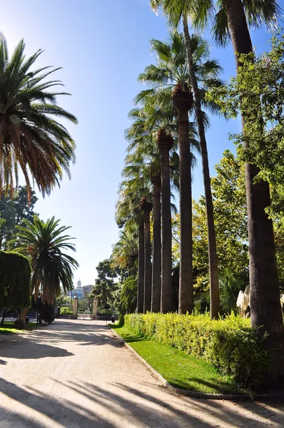 Palm tree — Stock Photo, Image