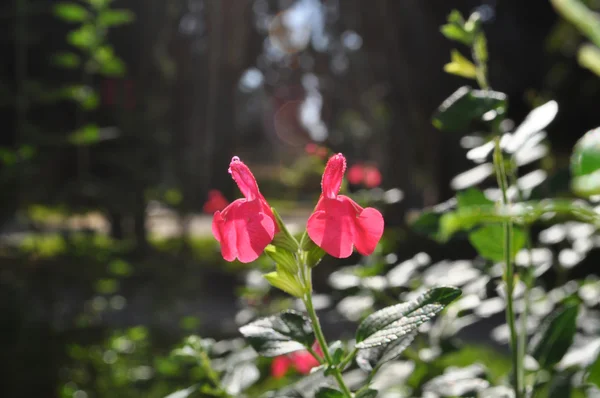 Flor de cerezo Salvia microphylla —  Fotos de Stock