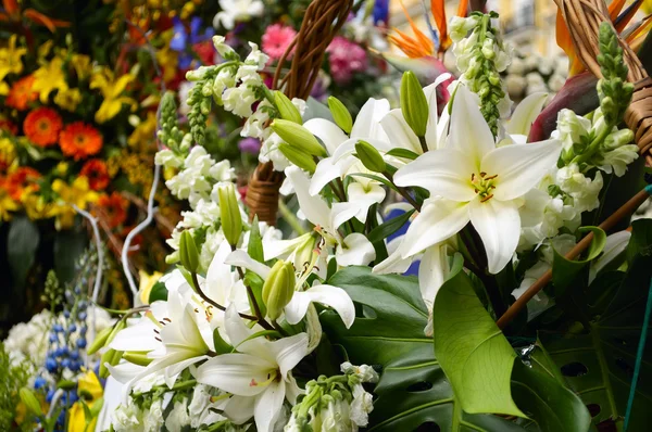 White lilies — Stock Photo, Image